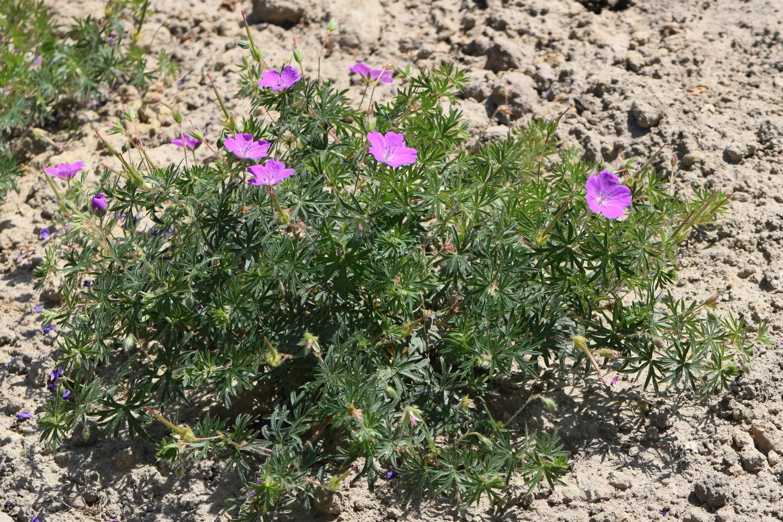 Bloody Cranesbill (Geranium Sanguineum) — the plant flourishes in full sun to part shade conditions and prefers well-drained soil; the Bloody Cranesbill is an
