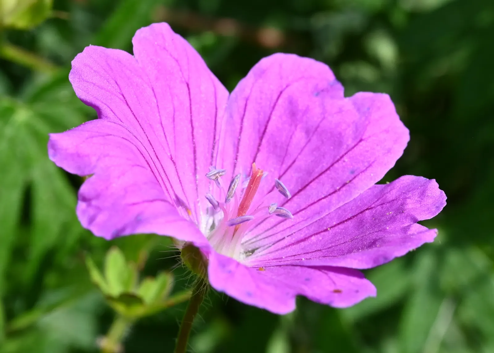 Bloody Cranesbill (Geranium Sanguineum) — providing a beautifully textured