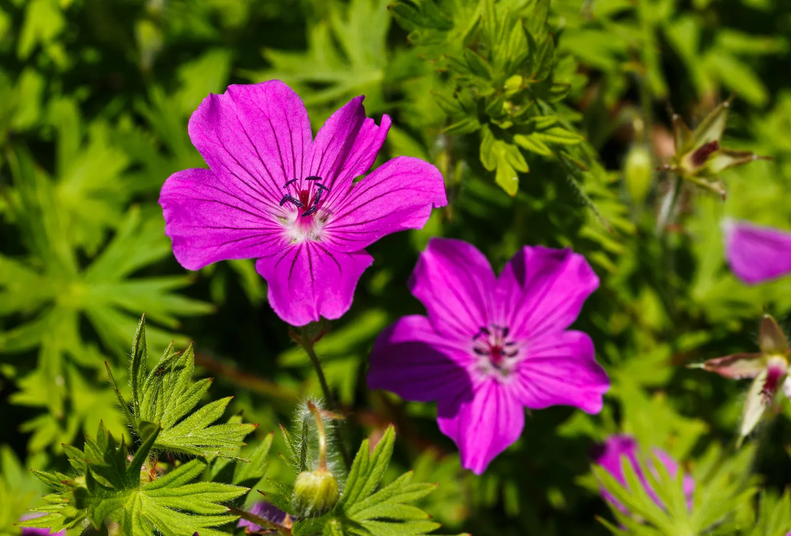 Bloody Cranesbill (Geranium Sanguineum) — ground cover / perennial with pink blooms