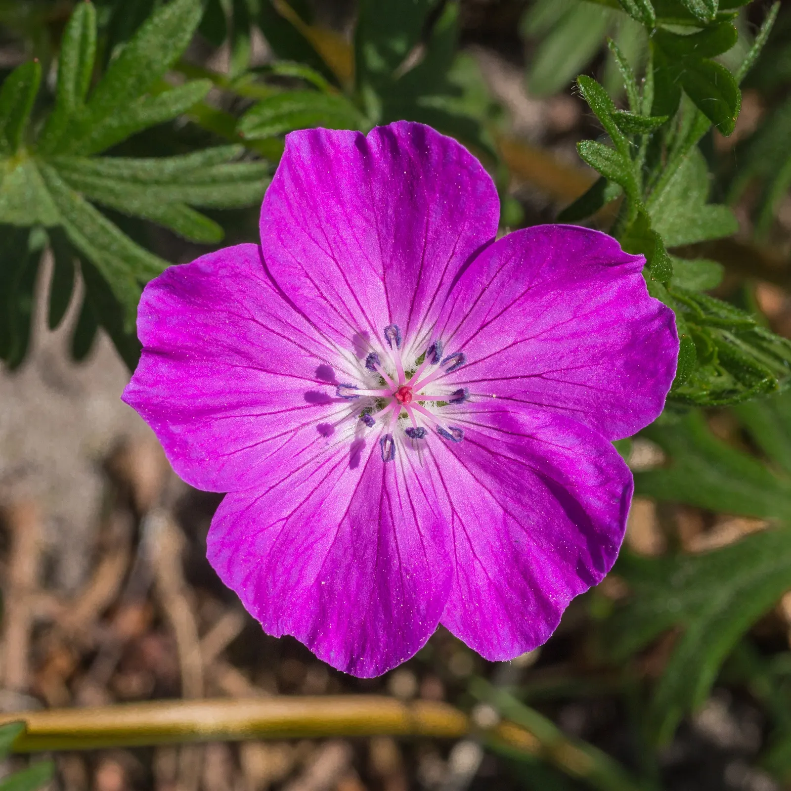 Bloody Cranesbill (Geranium Sanguineum) — <br><br>With its low maintenance nature; to ensure continuous growth and flowering, deadheading spent, image 81