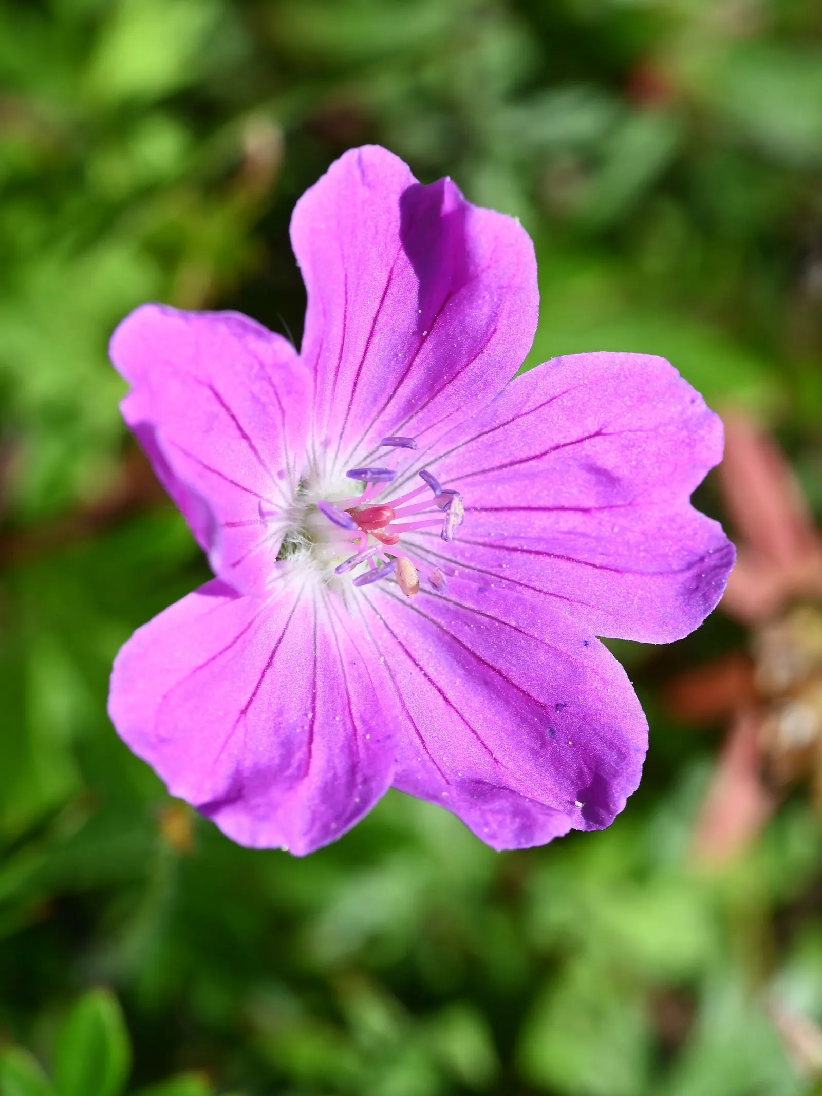 Bloody Cranesbill (Geranium Sanguineum) — Additionally, it is deer and rabbit resistant, making it a reliable choice for areas with active wildlife; ground