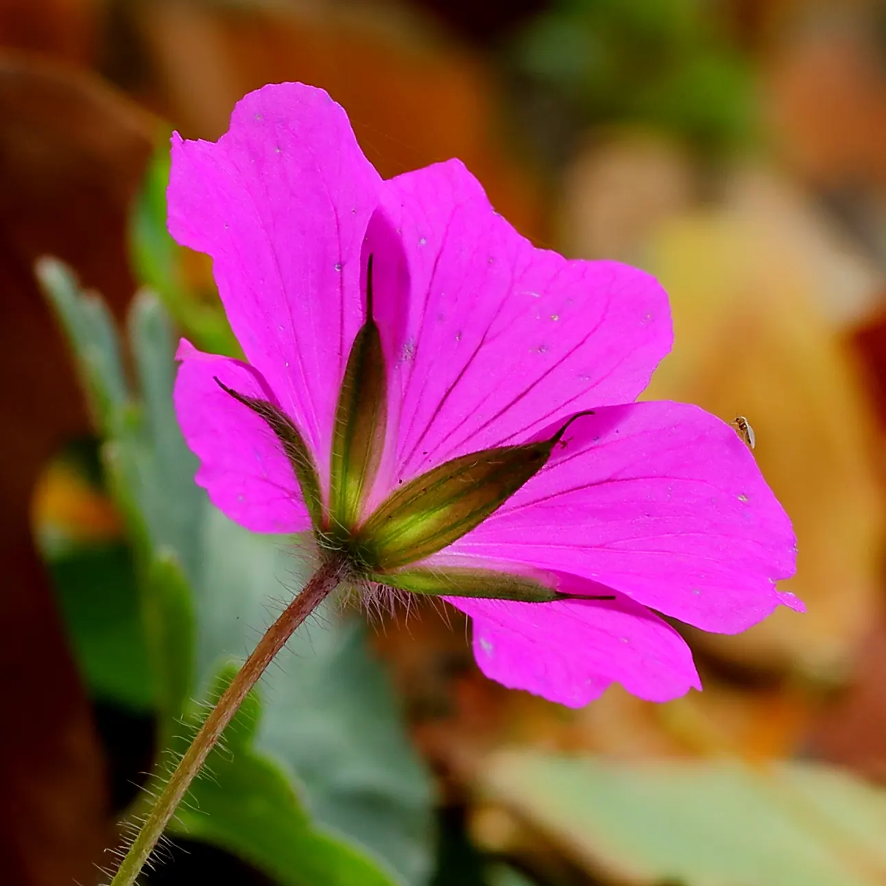 Bloody Cranesbill (Geranium Sanguineum) — From late spring to midsummer, vibrant magenta-pink blooms, about 1.5 inches in diameter, adorn the, image 48