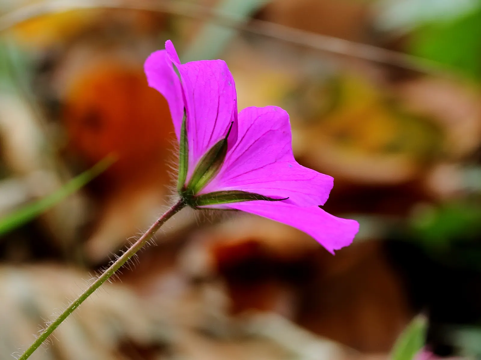 Bloody Cranesbill (Geranium Sanguineum) — reaching up to 12-18 inches high and spreading about 24 inches wide