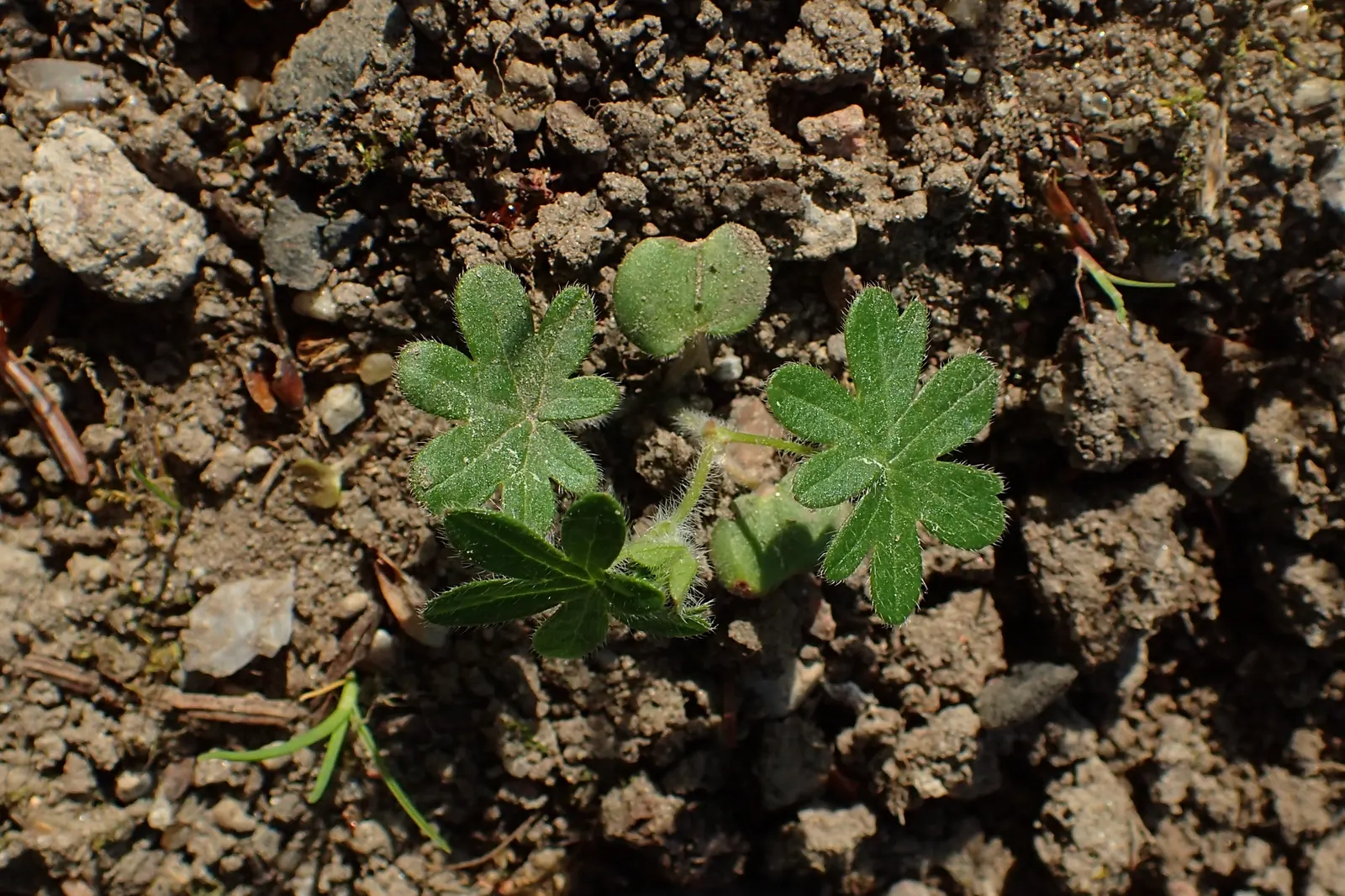 Bloody Cranesbill (Geranium Sanguineum) — making it ideal for borders and rock gardens