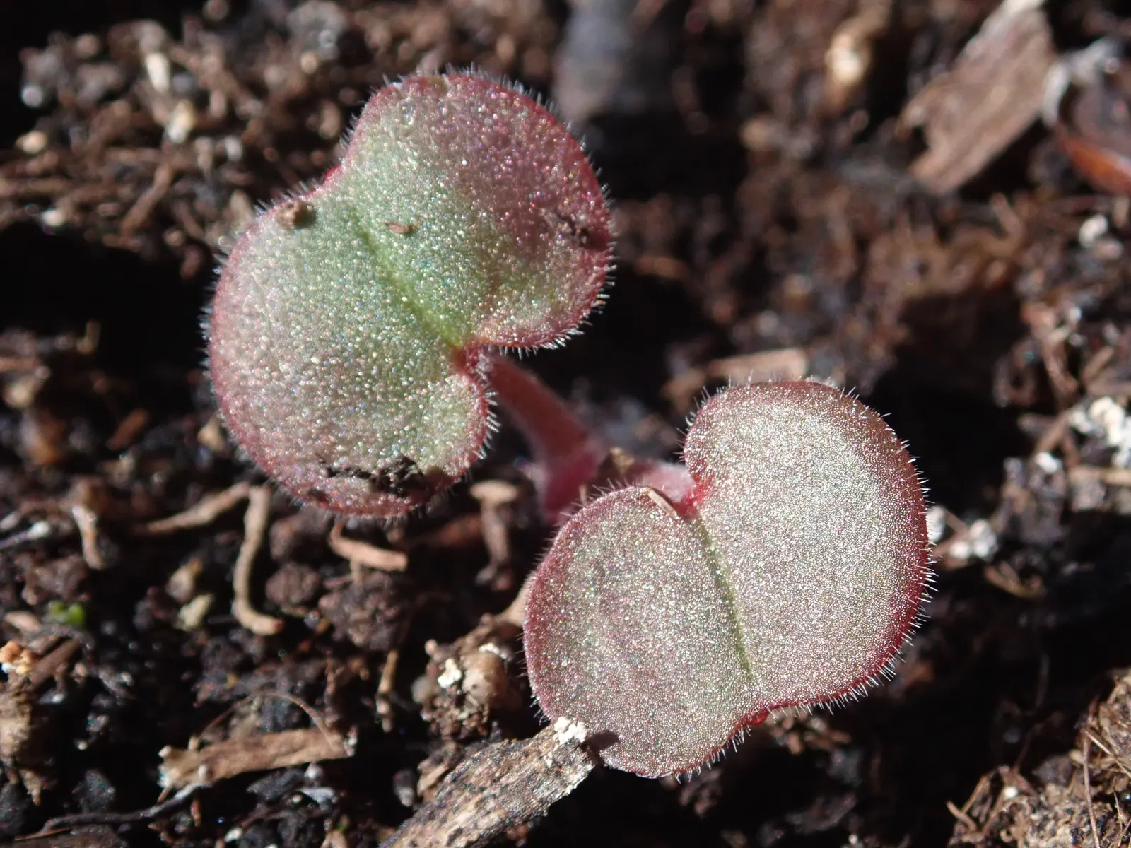 Bloody Cranesbill (Geranium Sanguineum) — To ensure continuous growth and flowering, deadheading spent blooms is recommended