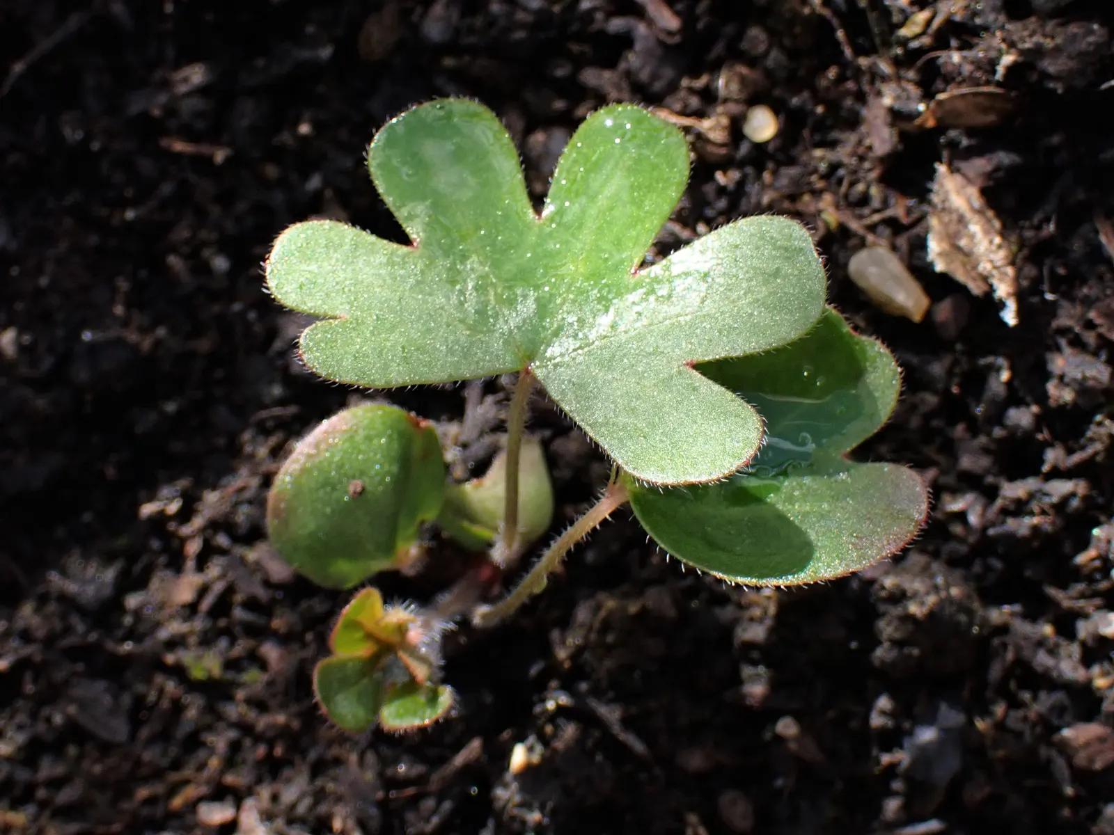 Bloody Cranesbill (Geranium Sanguineum) — ground cover / perennial with pink blooms; mounding habit and can be strategically planted to control, image 65