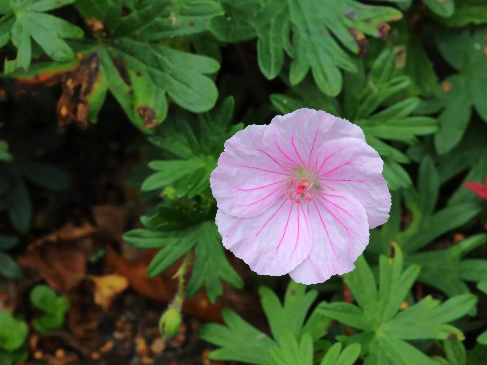 Bloody Cranesbill (Geranium Sanguineum) — <br><br>With its low maintenance nature; to ensure continuous growth and flowering, deadheading spent, image 59