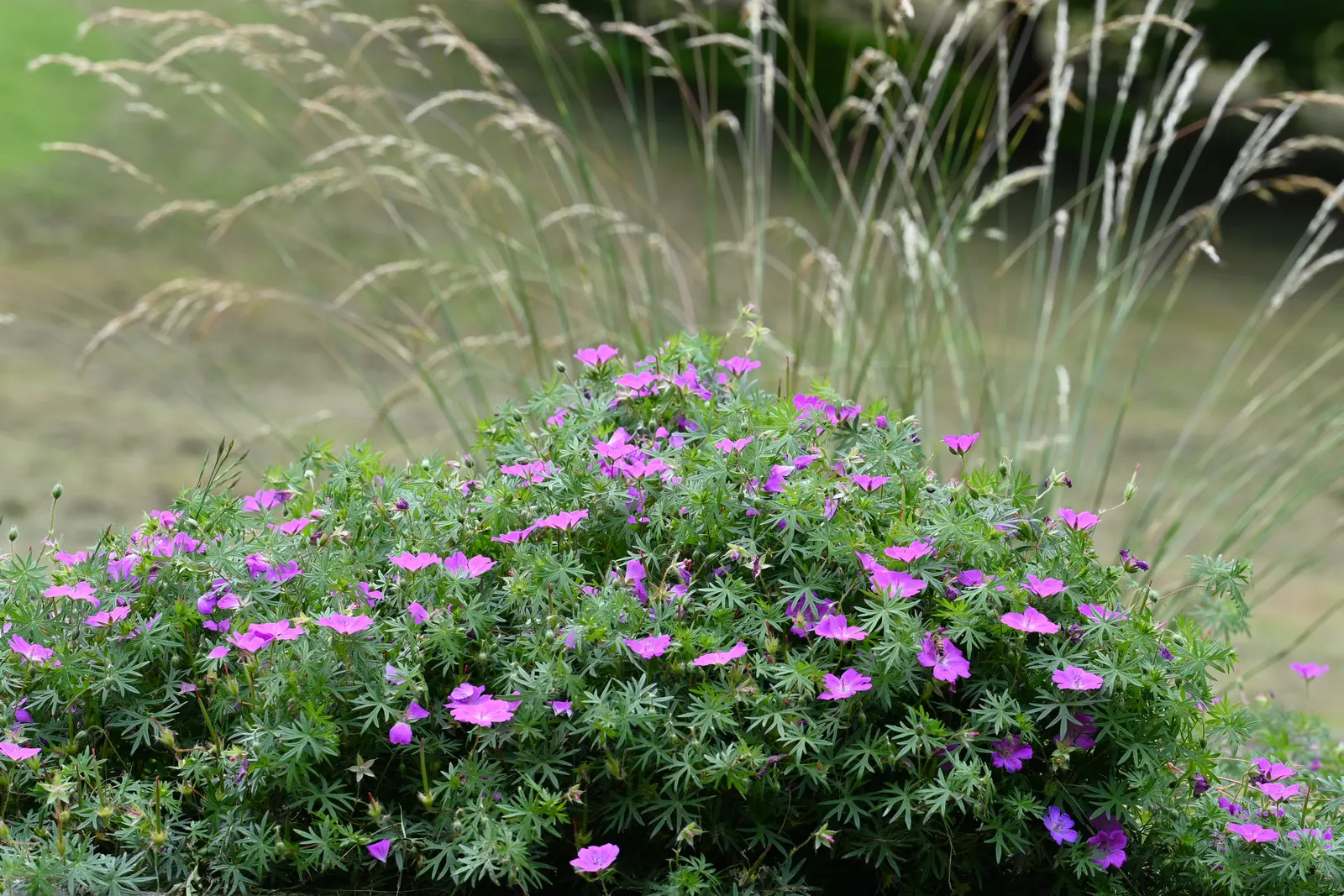 Bloody Cranesbill (Geranium Sanguineum) — pink flowers in the garden; this drought-tolerant species thrives in full sun to partial shade and requires