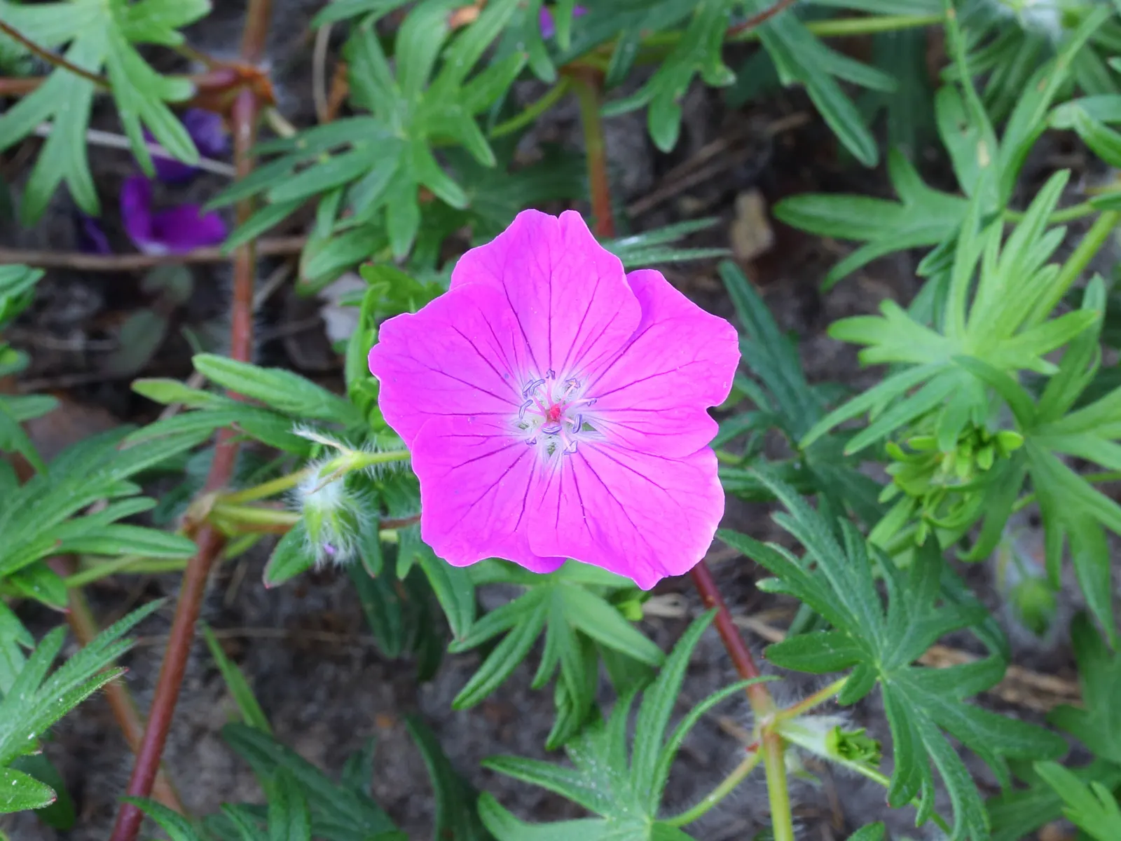 Bloody Cranesbill (Geranium Sanguineum) — pink flowers in the garden; this drought-tolerant species thrives in full sun to partial shade and, image 64