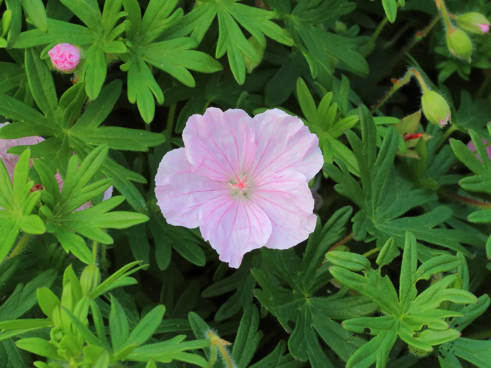 Bloody Cranesbill (Geranium Sanguineum) — reaching up to 12-18 inches high and spreading about 24 inches wide; providing a beautifully textured