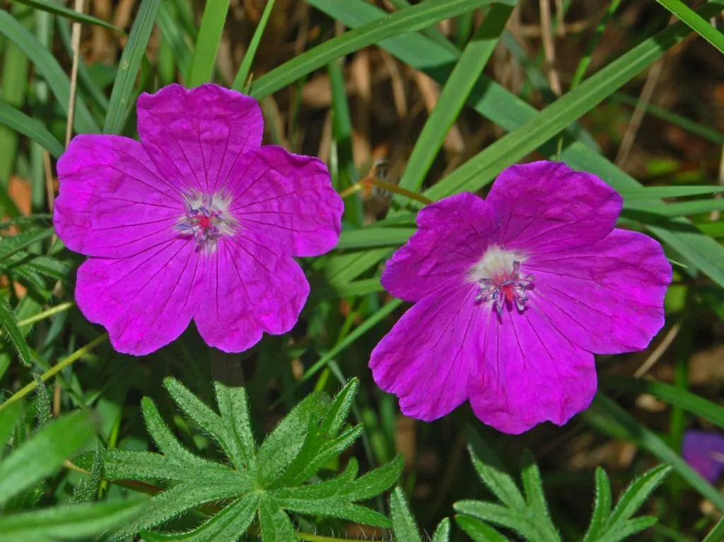 Bloody Cranesbill (Geranium Sanguineum) — or as an underplanting for taller perennials or shrubs; making it ideal for borders and rock gardens
