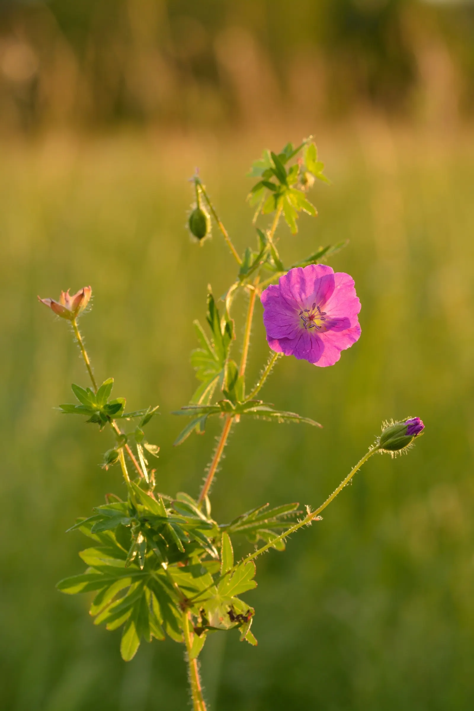 Bloody Cranesbill (Geranium Sanguineum) — This drought-tolerant species thrives in full sun to partial shade and requires well-draining soil; when, image 49