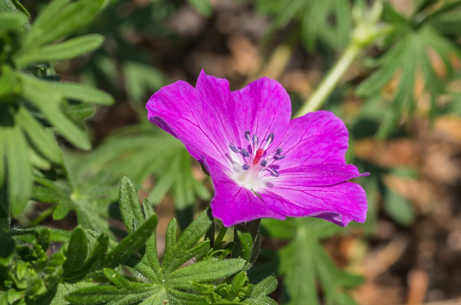 Bloody Cranesbill (Geranium Sanguineum) — It boasts a low mound of fine-textured foliage; inch-wide flowers bloom profusely from late spring into, image 90