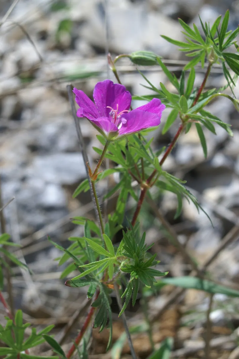 Bloody Cranesbill (Geranium Sanguineum) — colorful foreground in any landscape design; pink flowers in the garden, image 63