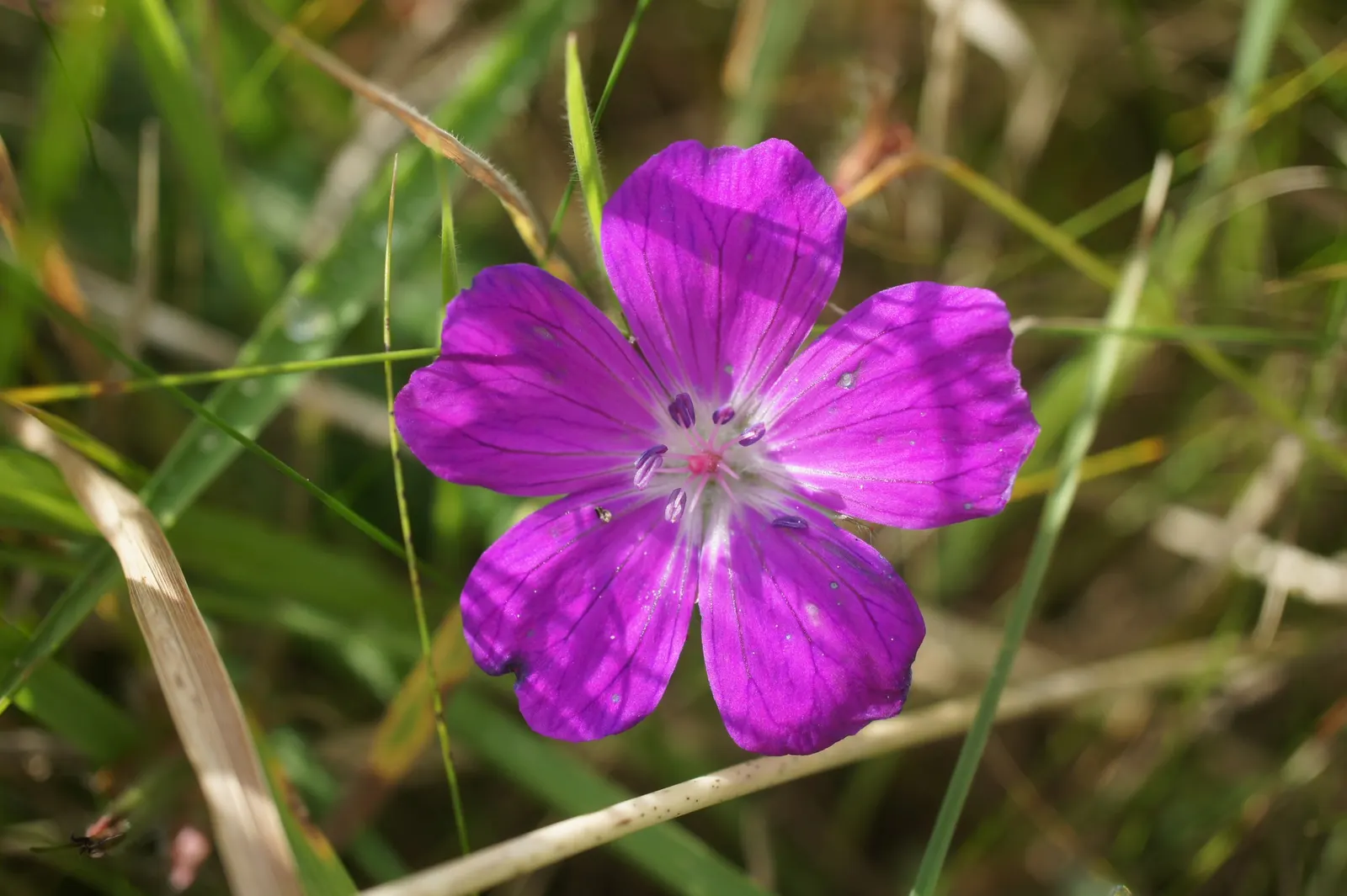 Bloody Cranesbill (Geranium Sanguineum) — colorful foreground in any landscape design; pink flowers in the garden, image 85