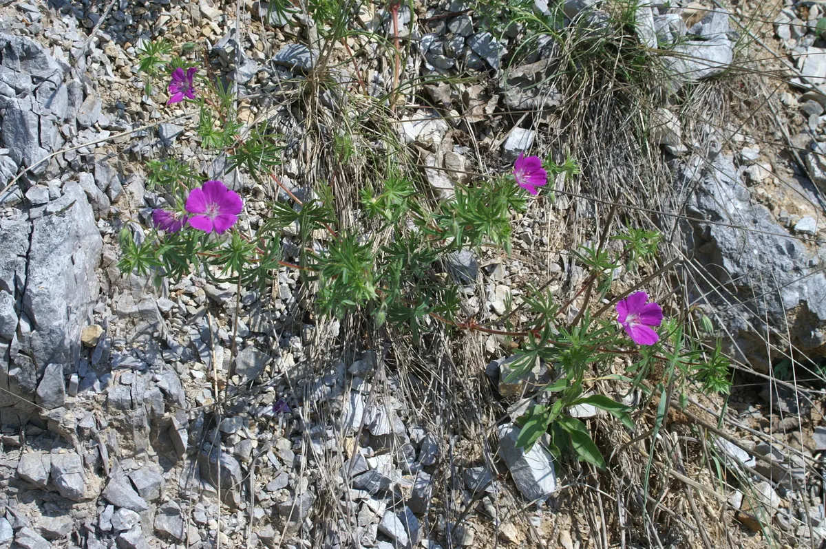 Bloody Cranesbill (Geranium Sanguineum) — From late spring to midsummer, vibrant magenta-pink blooms, about 1.5 inches in diameter, adorn the, image 70