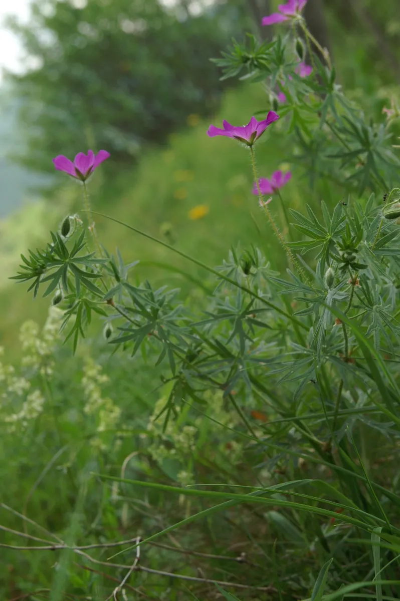 Bloody Cranesbill (Geranium Sanguineum) — scientifically known as Geranium sanguineum; it boasts a low mound of fine-textured foliage, image 73