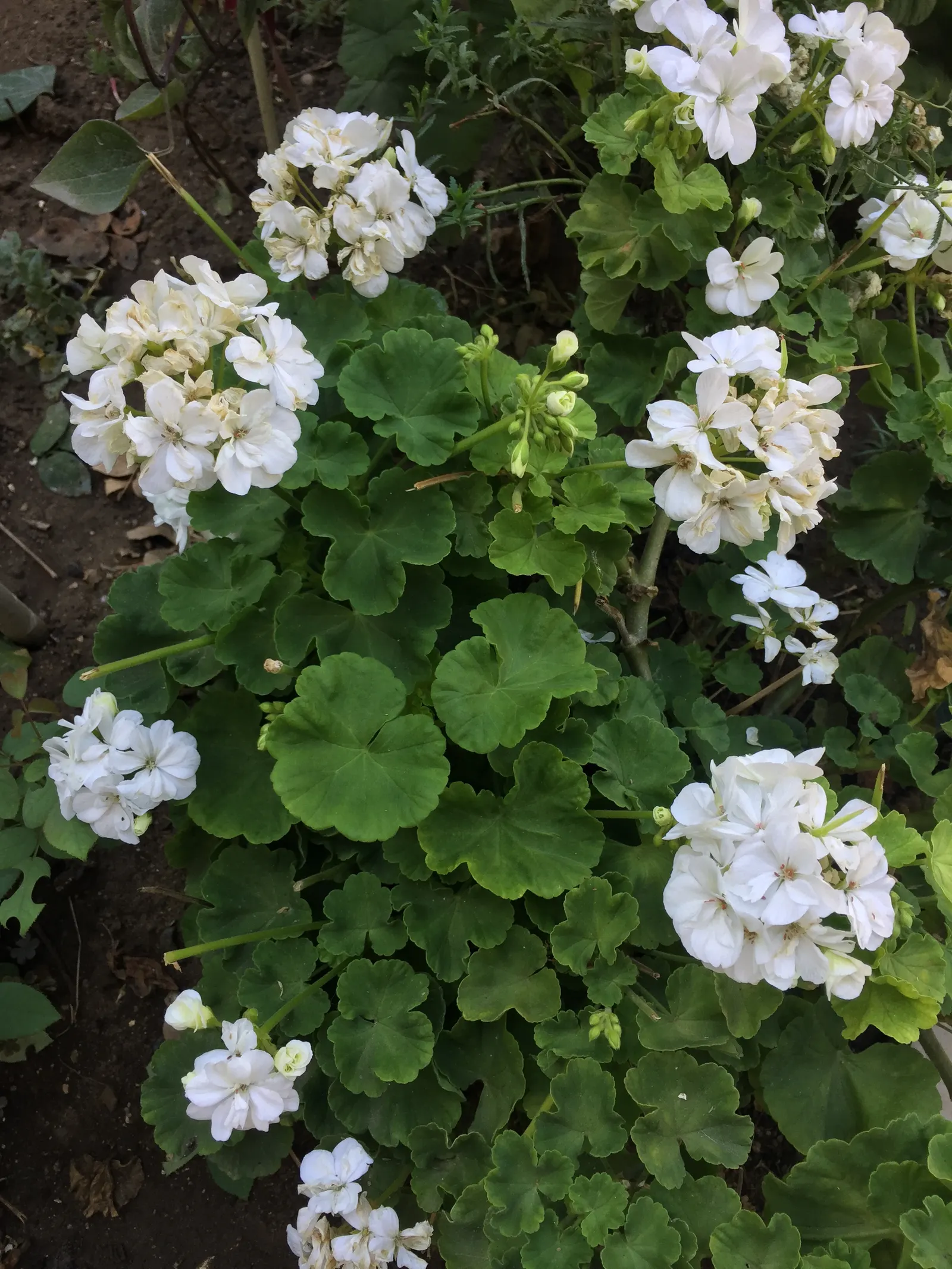 Bloody Cranesbill (Geranium Sanguineum) — ground cover / perennial for full or half