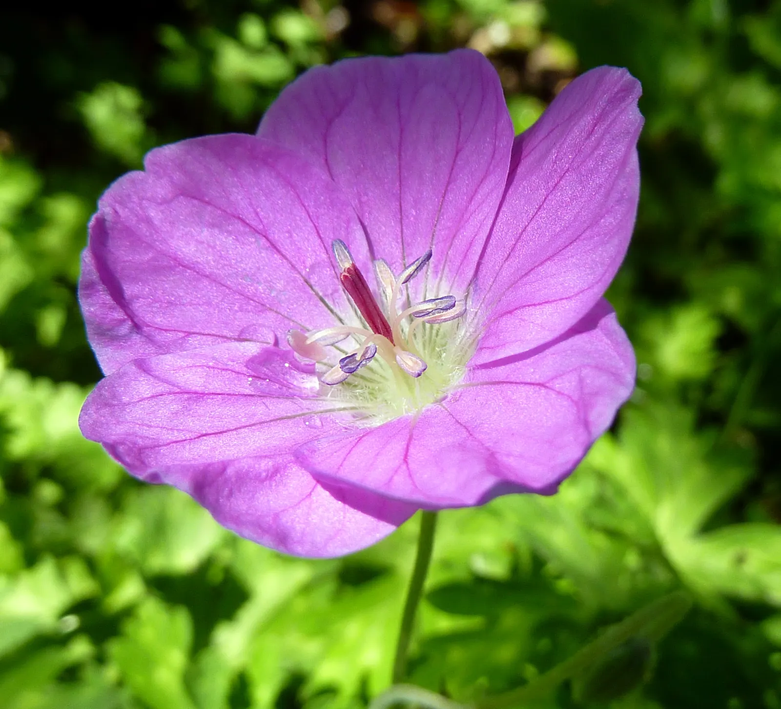 Bloody Cranesbill (Geranium Sanguineum) — The Bloody Cranesbill (Geranium sanguineum) is a hardy perennial, flourishing in zones 3-8; from late, image 45