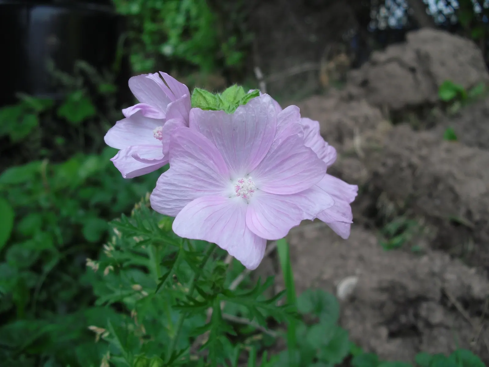 Bloody Cranesbill (Geranium Sanguineum) — mounding habit and can be strategically planted to control erosion