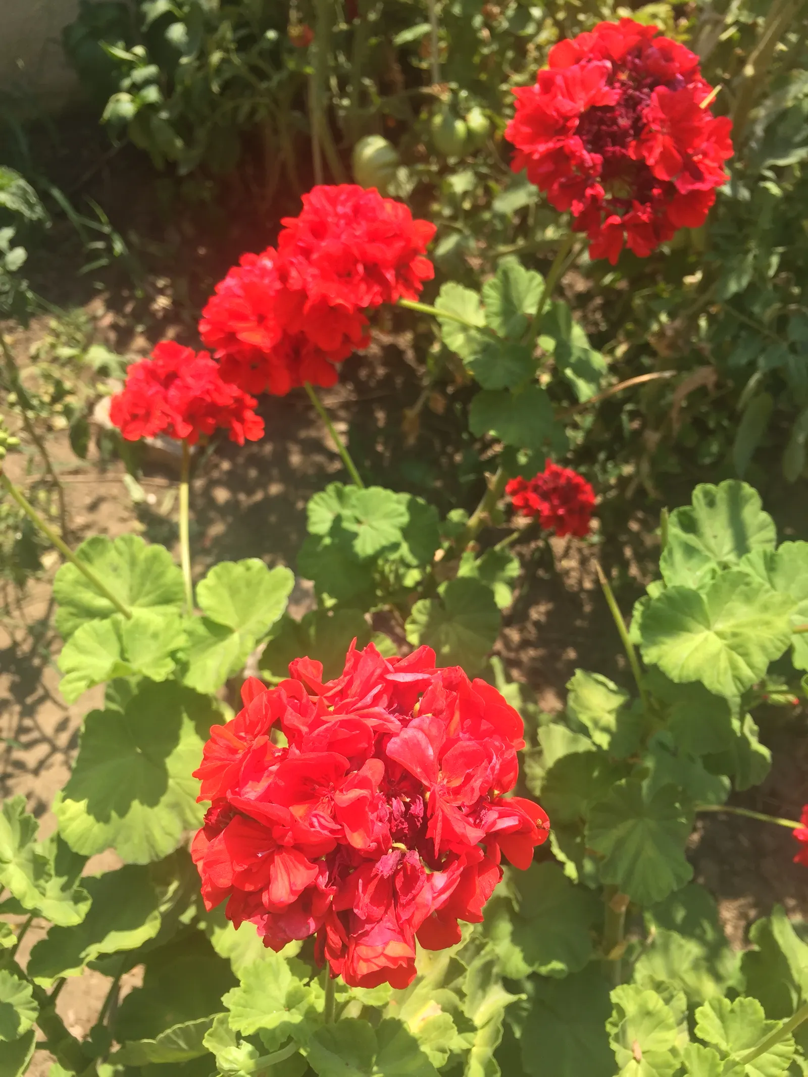 Bloody Cranesbill (Geranium Sanguineum) — making it ideal for borders and rock gardens; or as an underplanting for taller perennials or shrubs
