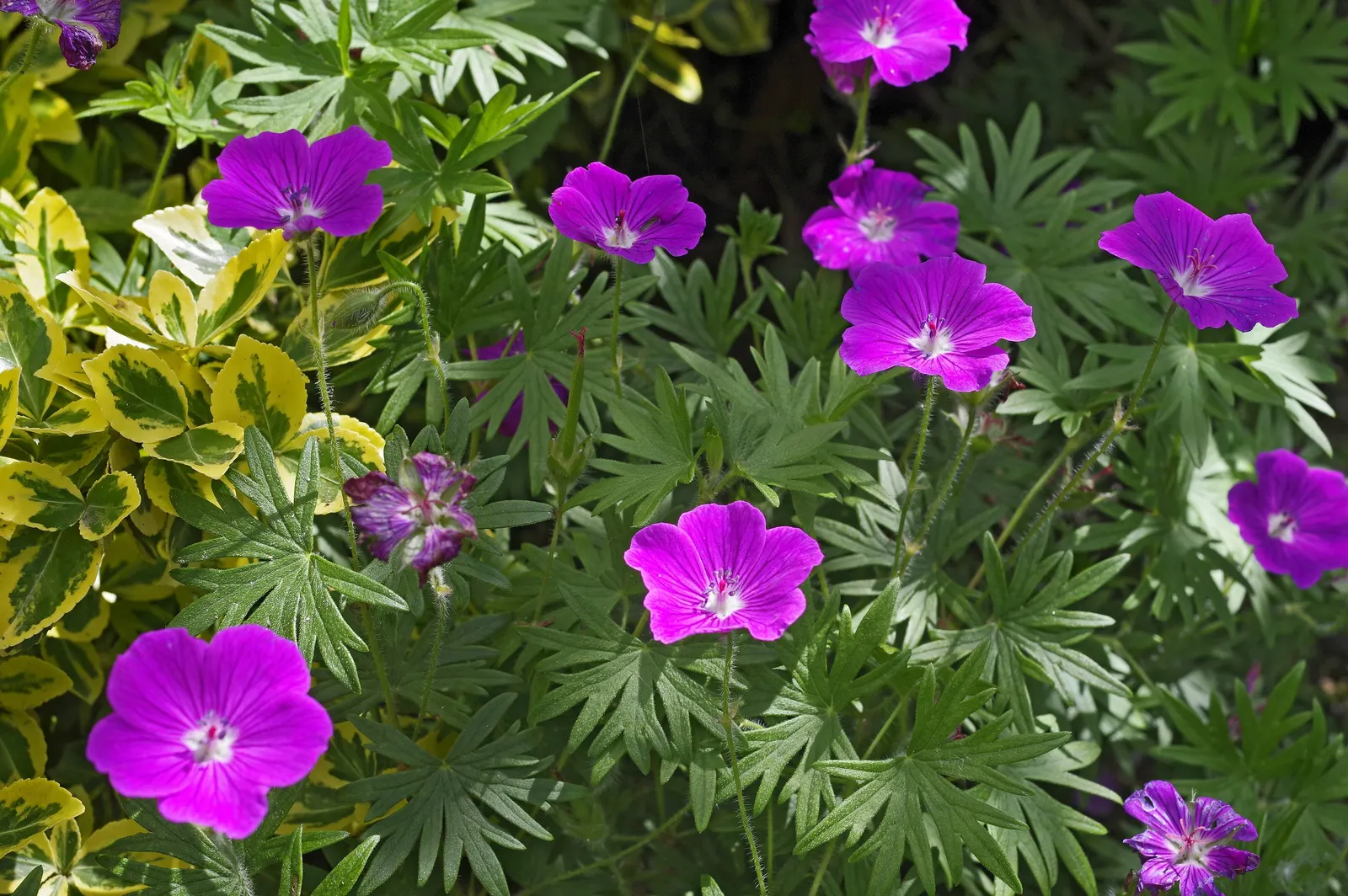 Bloody Cranesbill (Geranium Sanguineum) — reaching up to 12-18 inches high and spreading about 24 inches wide; providing a beautifully textured, image 47