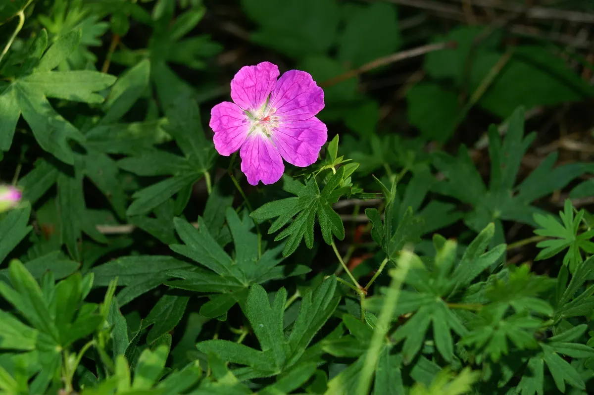 Bloody Cranesbill (Geranium Sanguineum) — To ensure continuous growth and flowering, deadheading spent blooms is recommended; scientifically known, image 58