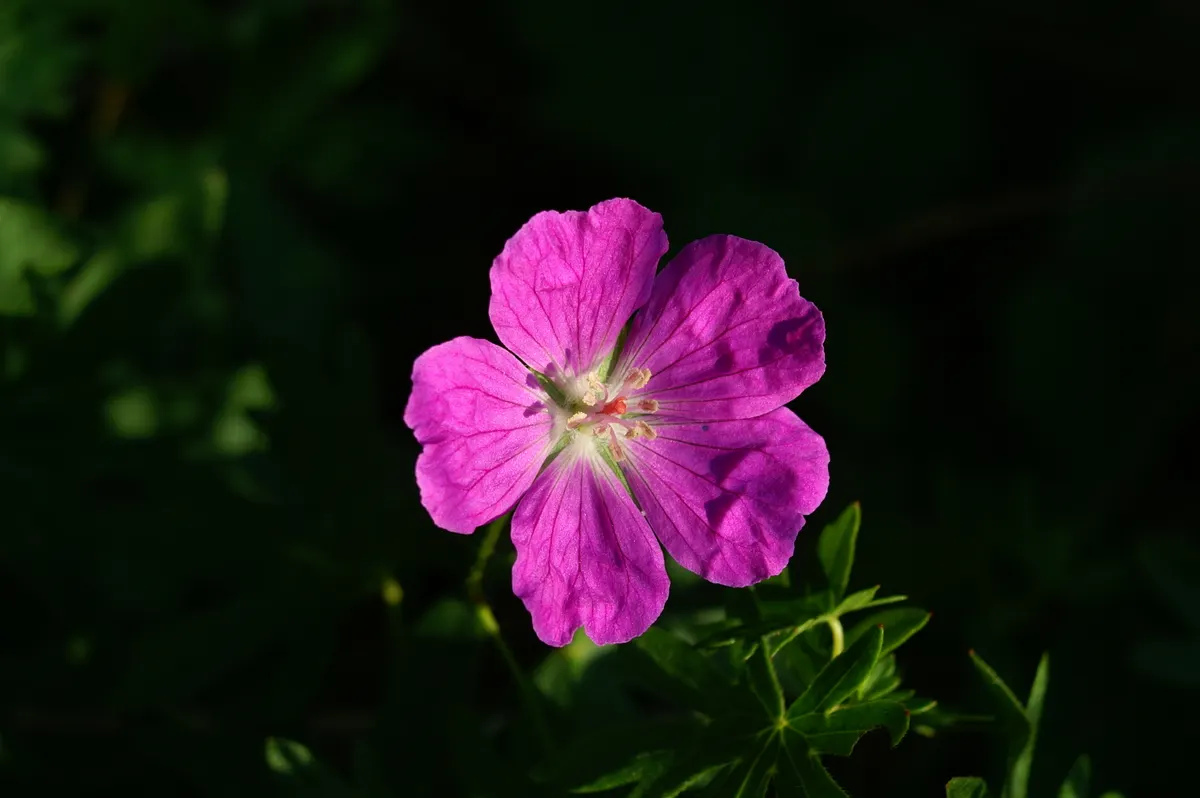 Bloody Cranesbill (Geranium Sanguineum) — the Bloody Cranesbill is an excellent addition to borders; ground cover / perennial with pink blooms, image 82