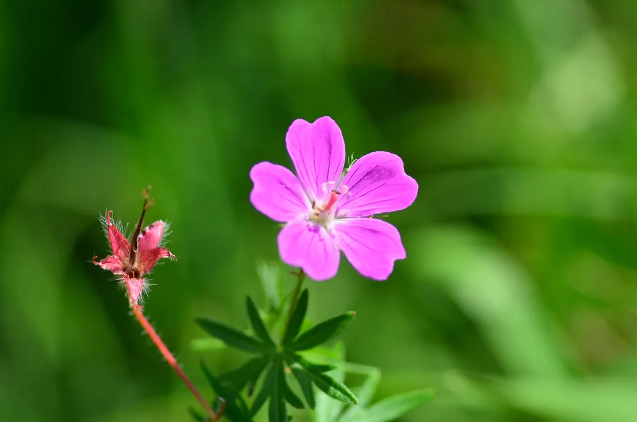 Bloody Cranesbill (Geranium Sanguineum) — scientifically known as Geranium sanguineum