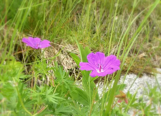 Bloody Cranesbill (Geranium Sanguineum) — is a vivacious perennial that brings a splash of color to any landscape design with its showy; the plant flourishes