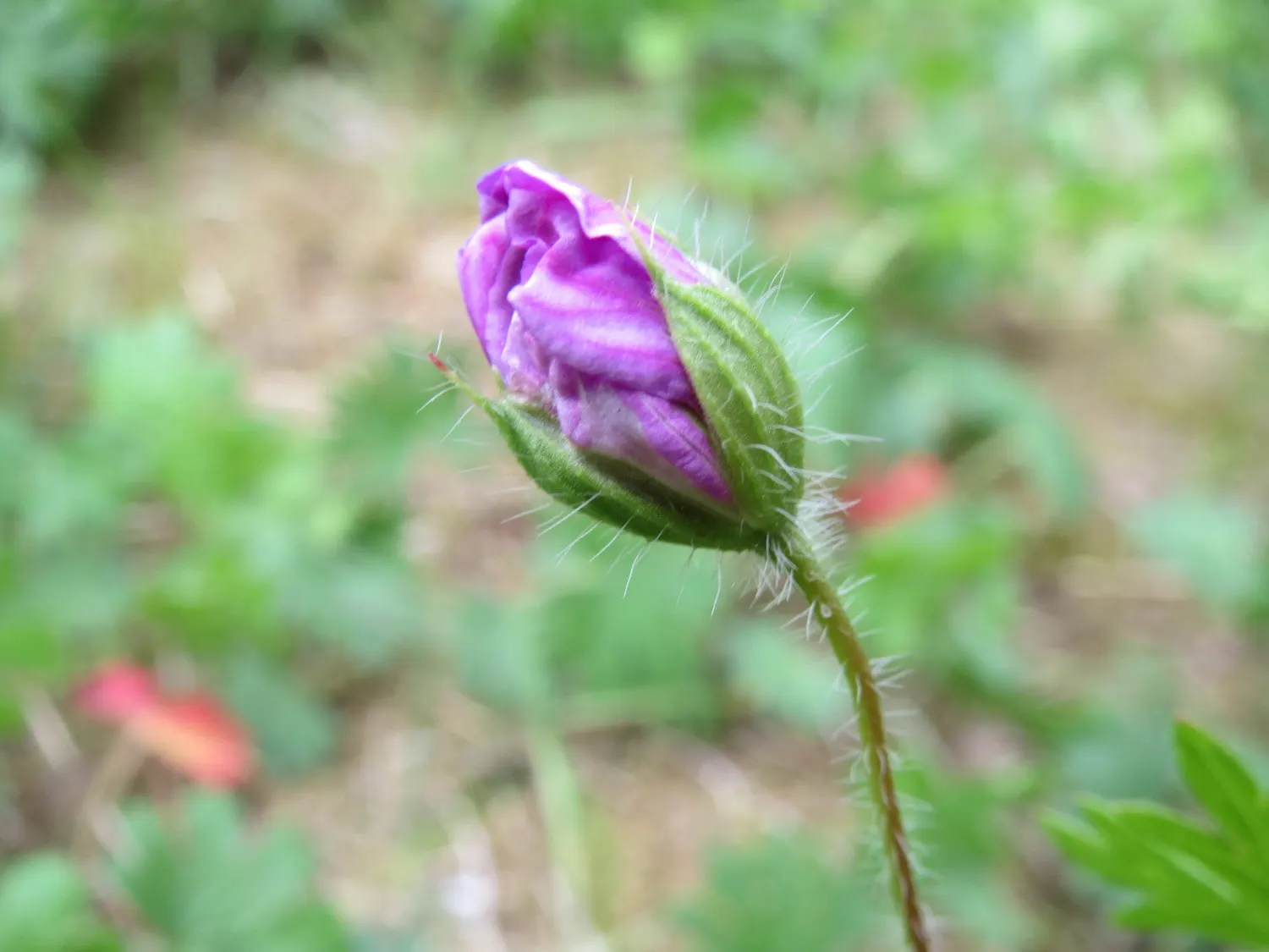 Bloody Cranesbill (Geranium Sanguineum) — When mature, it typically reaches a height of 12 to 18 inches with a similar spread; the Bloody, image 54