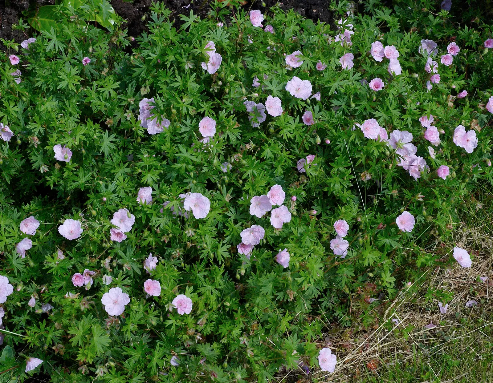 Bloody Cranesbill (Geranium Sanguineum) — Additionally, it is deer and rabbit resistant, making it a reliable choice for areas with active, image 79