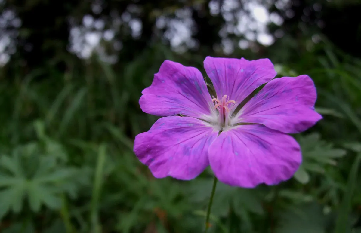 Bloody Cranesbill (Geranium Sanguineum) — the plant flourishes in full sun to part shade conditions and prefers well-drained soil