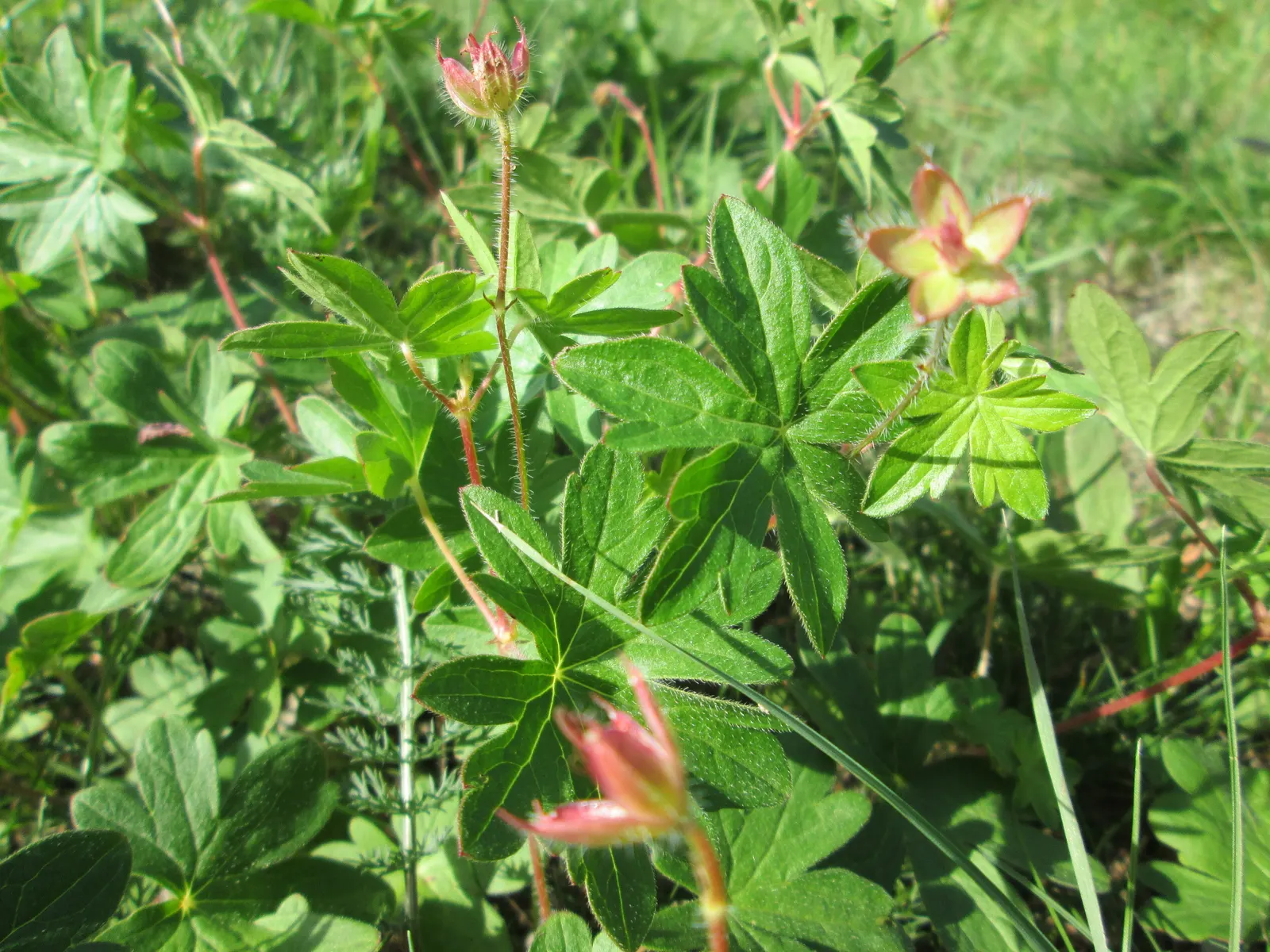 Bloody Cranesbill (Geranium Sanguineum) — or as an underplanting for taller perennials or shrubs; making it ideal for borders and rock gardens, image 83