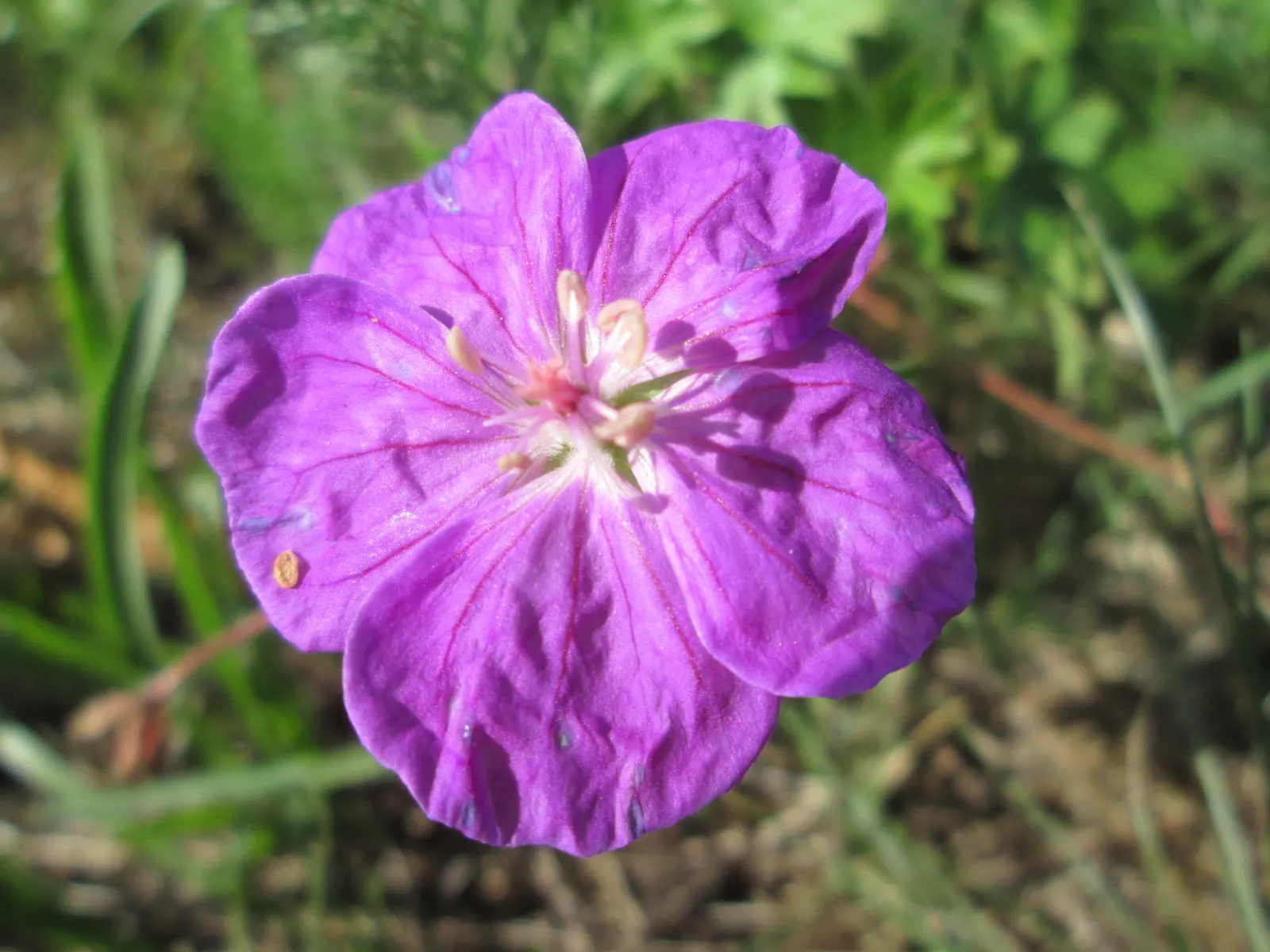 Bloody Cranesbill (Geranium Sanguineum) — When mature, it typically reaches a height of 12 to 18 inches with a similar spread