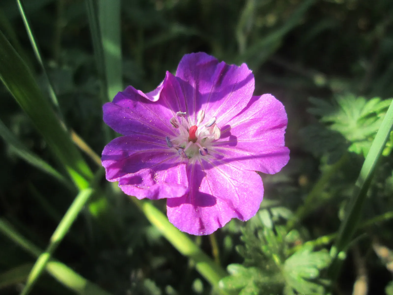 Bloody Cranesbill (Geranium Sanguineum) — <br><br>With its low maintenance nature; to ensure continuous growth and flowering, deadheading spent blooms is