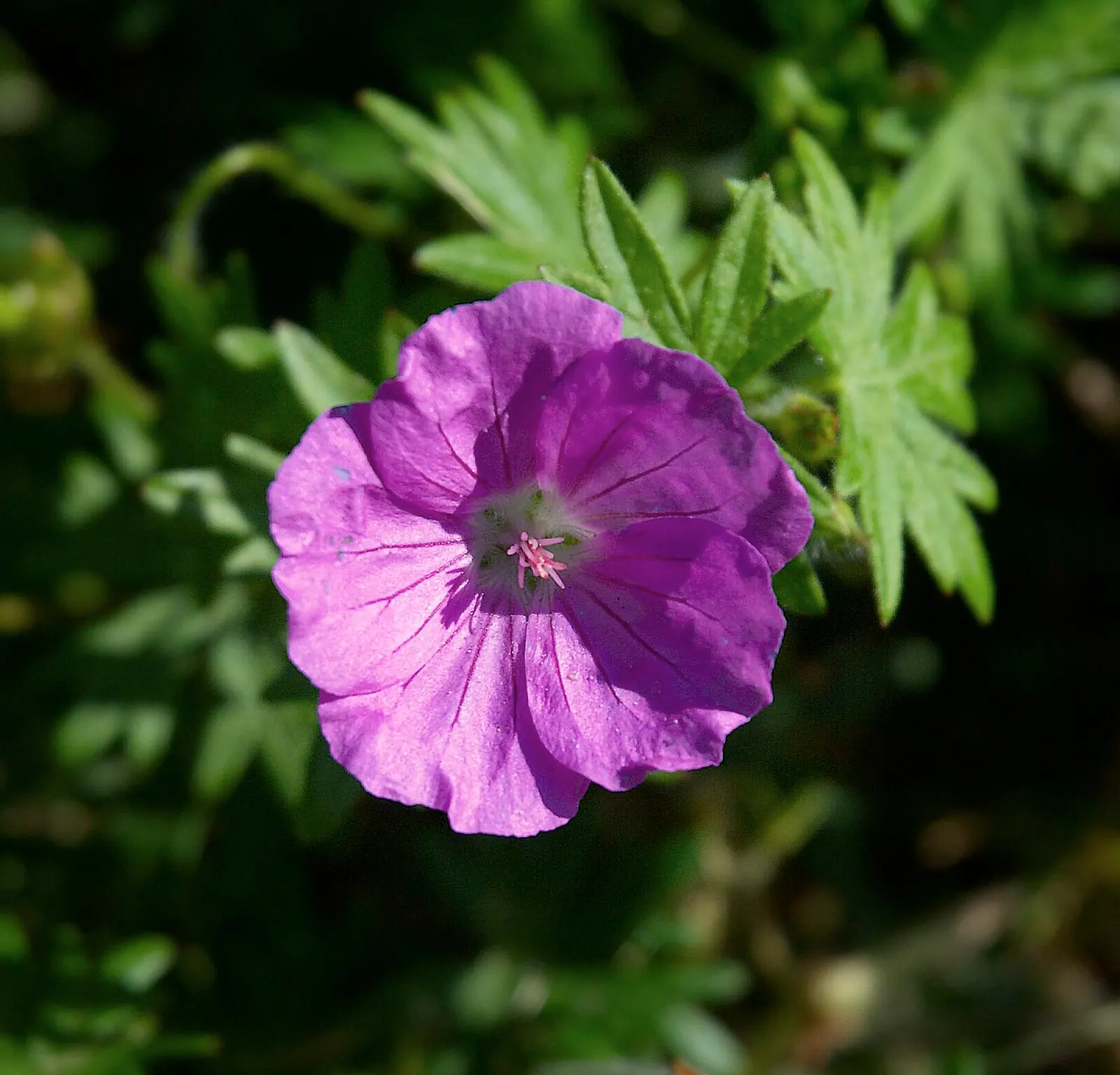 Bloody Cranesbill (Geranium Sanguineum) — It boasts a low mound of fine-textured foliage