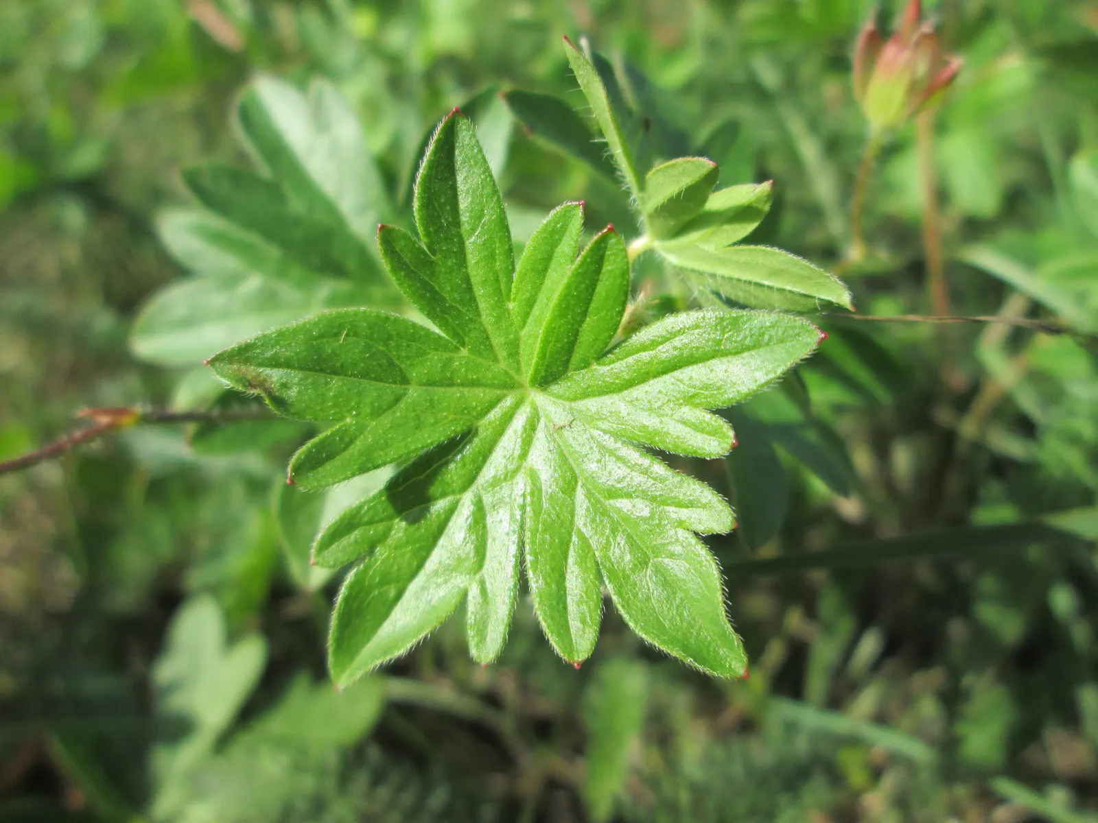 Bloody Cranesbill (Geranium Sanguineum) — ground cover / perennial for full or half; colorful foreground in any landscape design, image 66