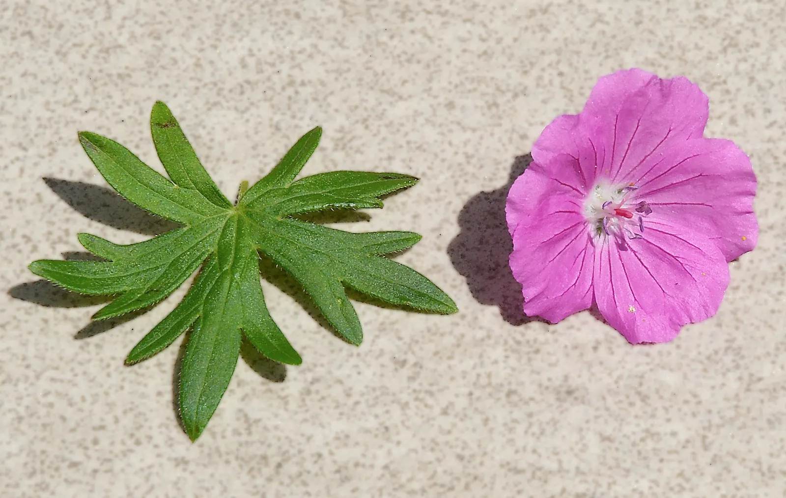 Bloody Cranesbill (Geranium Sanguineum) — the plant flourishes in full sun to part shade conditions and prefers well-drained soil; the Bloody, image 53