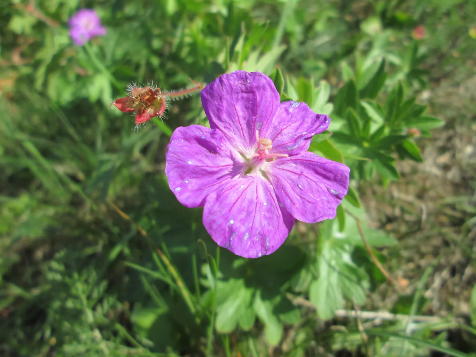 Bloody Cranesbill (Geranium Sanguineum) — ground cover / perennial for full or half; colorful foreground in any landscape design