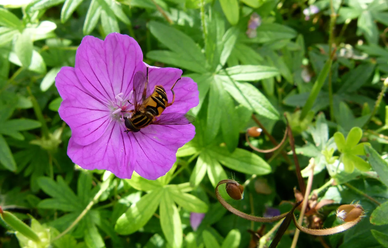 Bloody Cranesbill (Geranium Sanguineum) — is a vivacious perennial that brings a splash of color to any landscape design with its showy; the plant, image 74