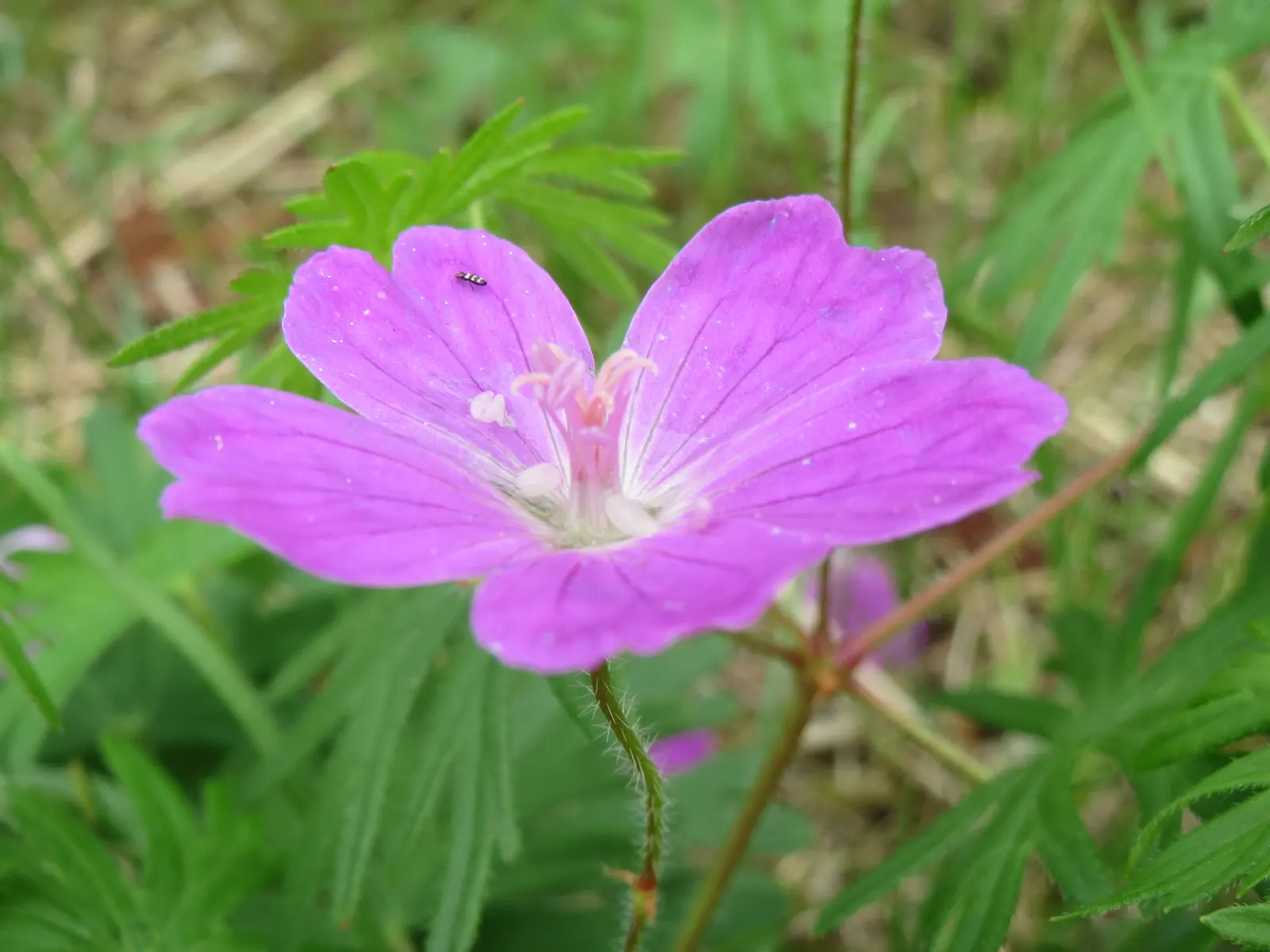 Bloody Cranesbill (Geranium Sanguineum) — inch-wide flowers bloom profusely from late spring into midsummer; is a vivacious perennial that brings a, image 55