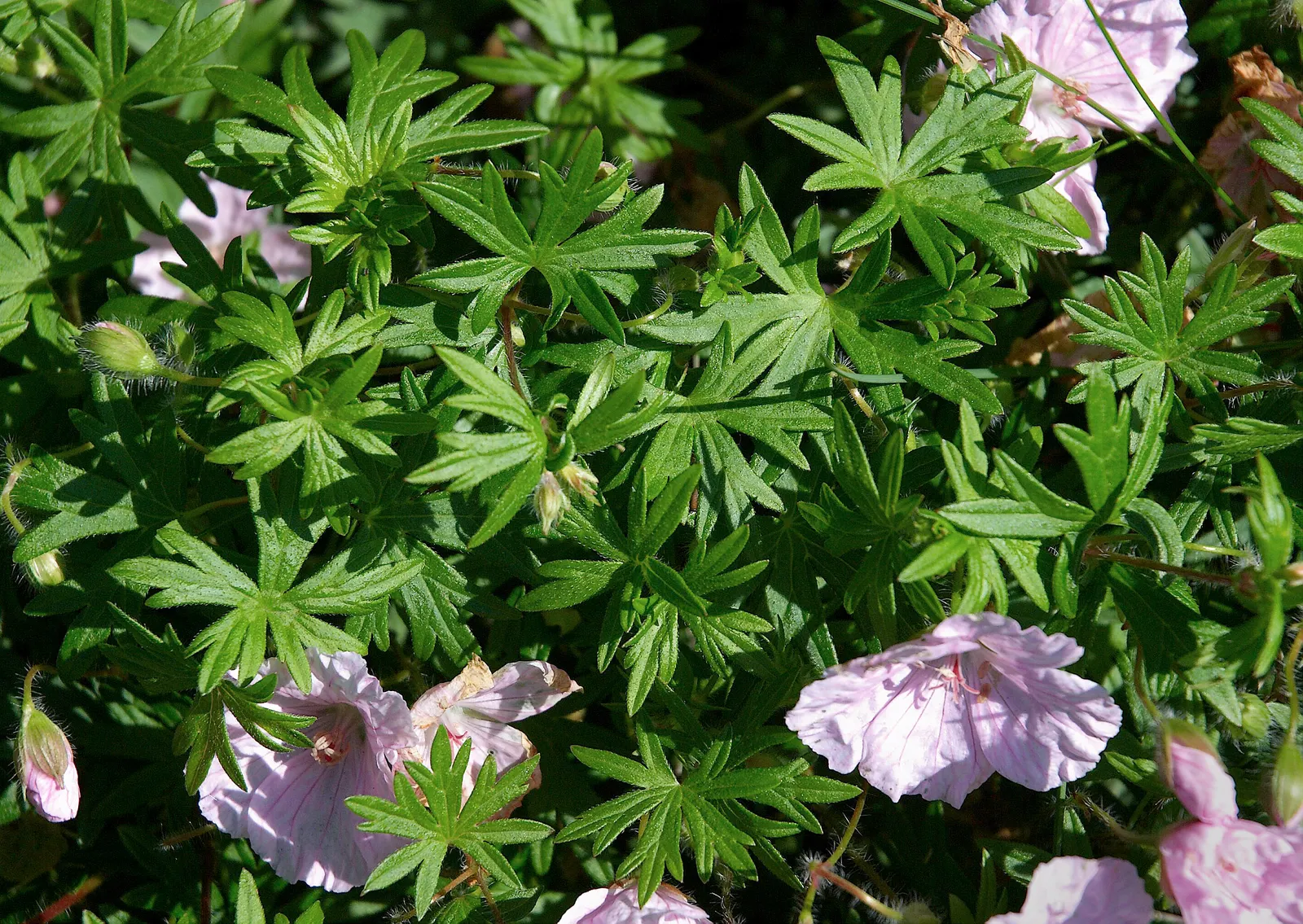 Bloody Cranesbill (Geranium Sanguineum) — the Bloody Cranesbill is an excellent addition to borders