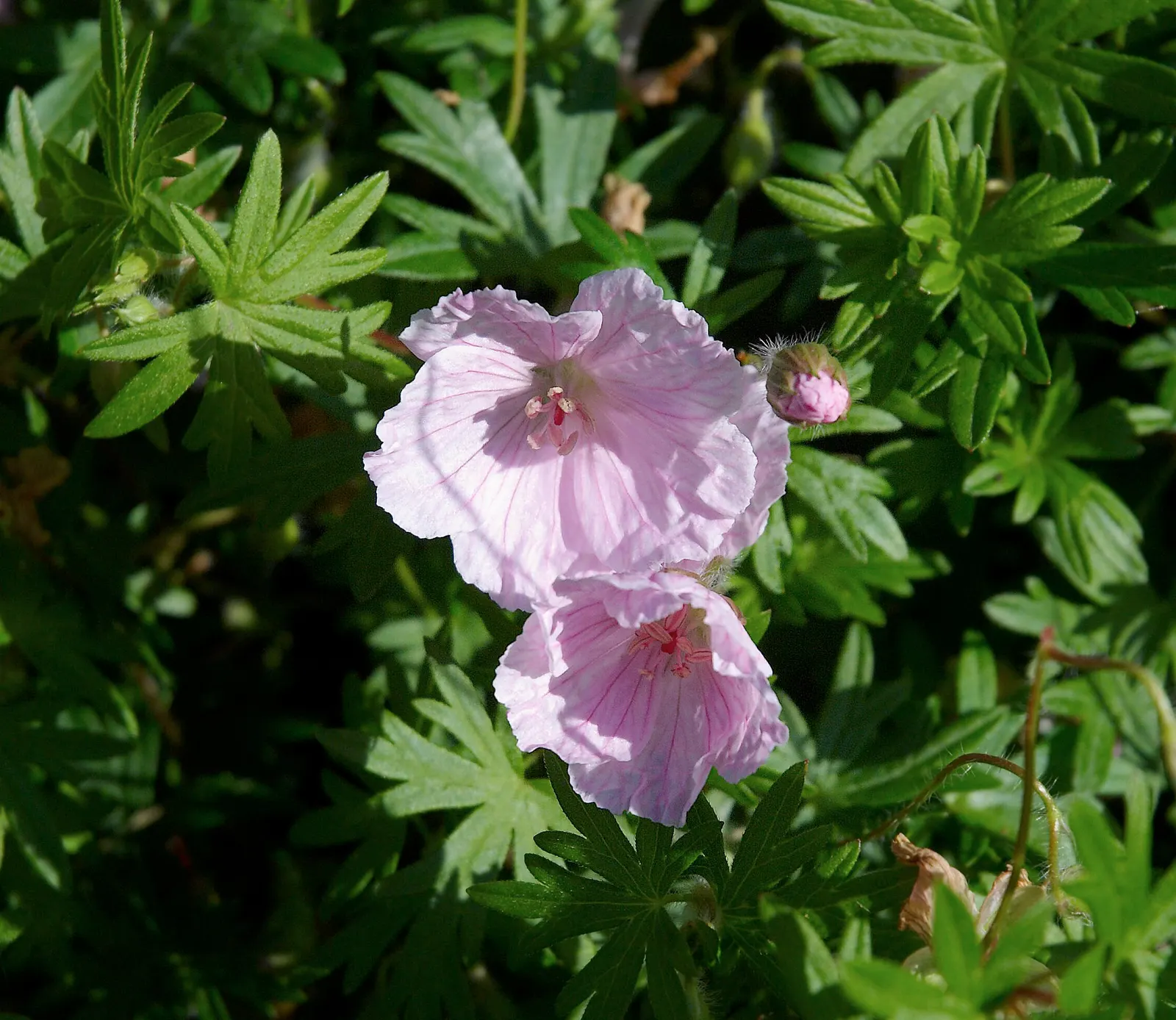 Bloody Cranesbill (Geranium Sanguineum) — pink flowers in the garden