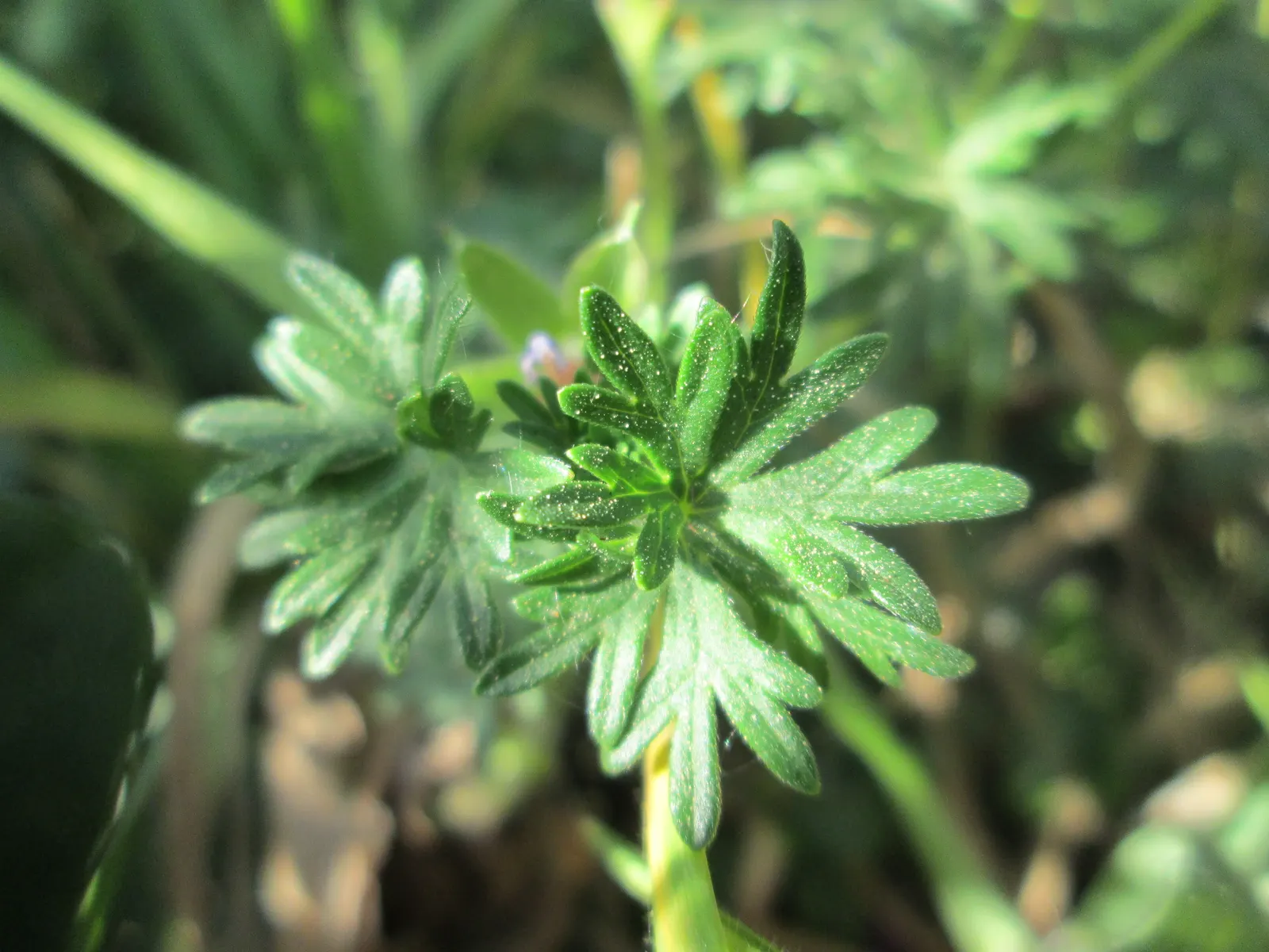 Bloody Cranesbill (Geranium Sanguineum) — the Bloody Cranesbill is an excellent addition to borders; ground cover / perennial with pink blooms, image 60