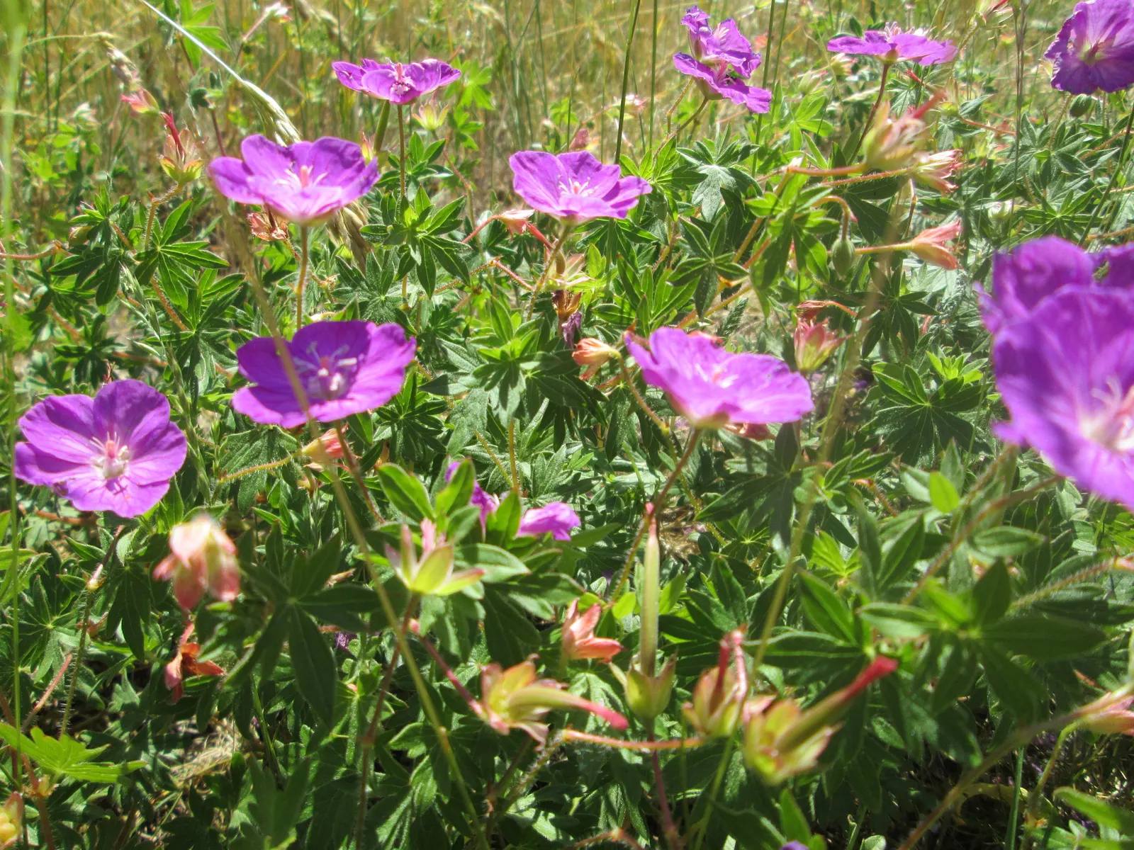 Bloody Cranesbill (Geranium Sanguineum) — This drought-tolerant species thrives in full sun to partial shade and requires well-draining soil; when, image 71