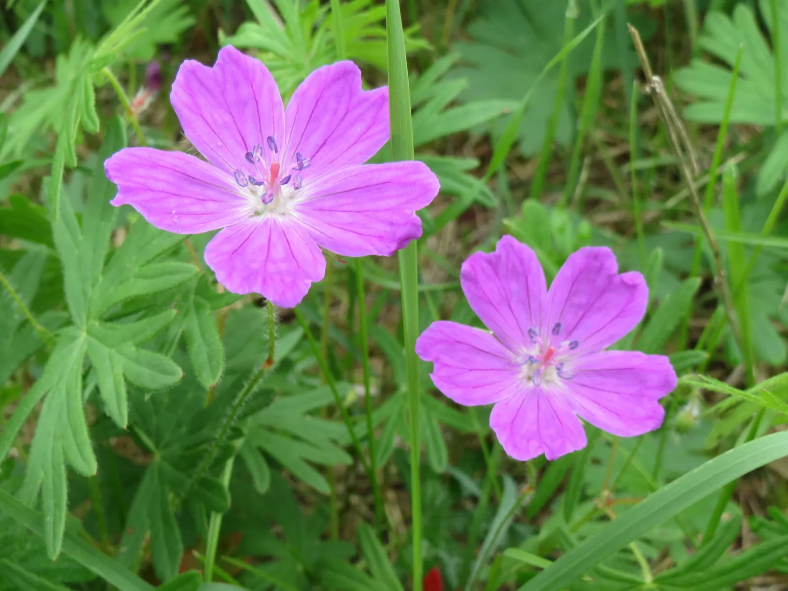 Bloody Cranesbill (Geranium Sanguineum) — <br><br>With its low maintenance nature