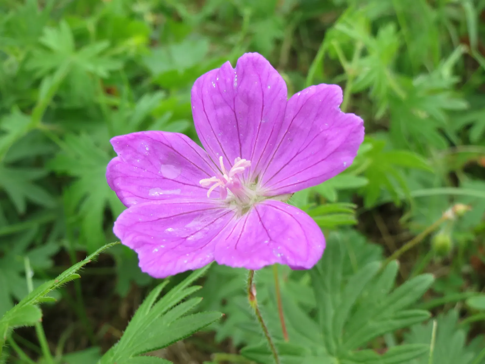 Bloody Cranesbill (Geranium Sanguineum) — colorful foreground in any landscape design