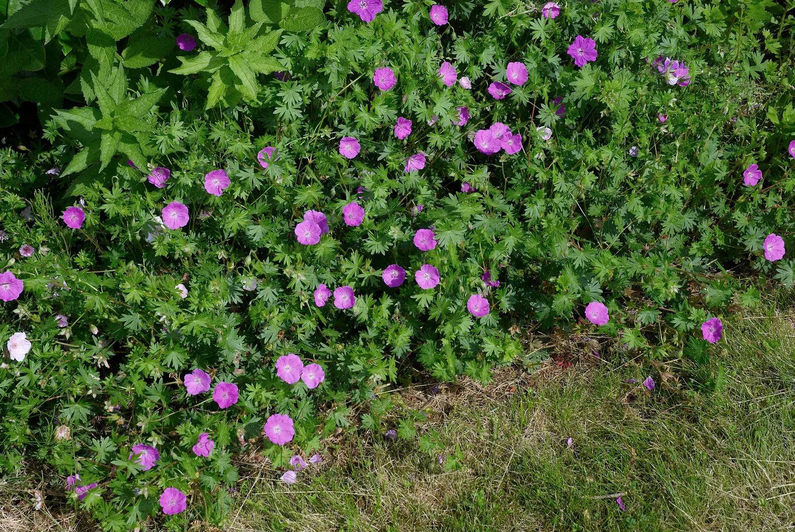 Bloody Cranesbill (Geranium Sanguineum) — ground cover / perennial for full or half; colorful foreground in any landscape design, image 88
