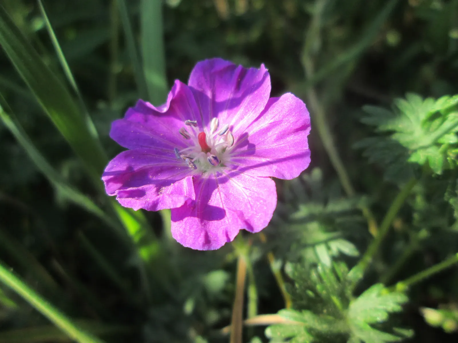 Bloody Cranesbill (Geranium Sanguineum) — When mature, it typically reaches a height of 12 to 18 inches with a similar spread; the Bloody Cranesbill (Geranium